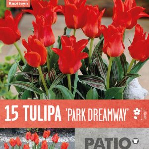 Túlípanar Park Dreamway 15 stk - rauðir