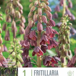 Fritillaria Persica, 1 stk