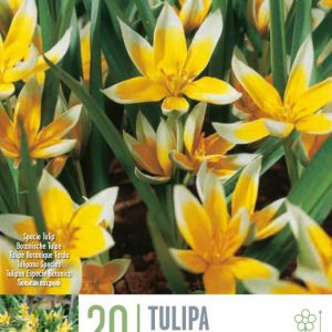 Túlípanar Tarda 20 stk - gulir/hvítir