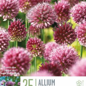 Allium Sphaerocephalum 25 stk - vínrauðir
