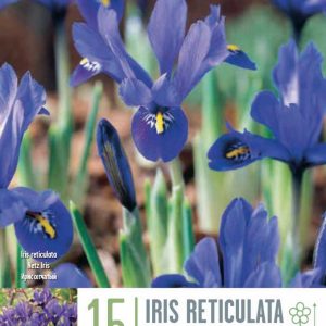 Iris Harmony 15 stk- bláir