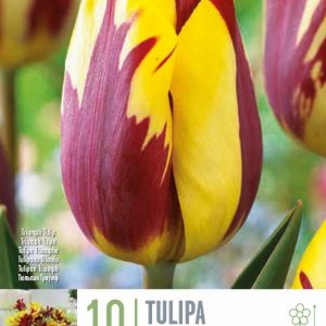 Túlípana Helmar 10 stk, tvílitir