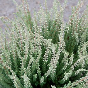 Calluna Fluffy - græn