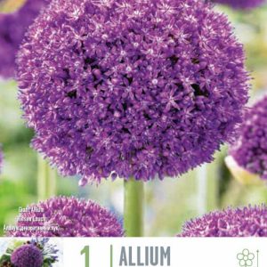 Allium Ambassador 1 stk - fjólublár