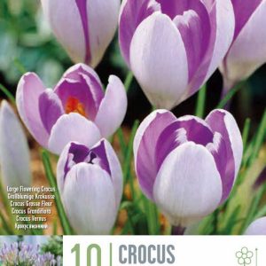 Krókusar Vanguard, 10 stk - tvílitir