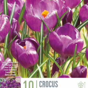 Krókusar Flower Record 10 stk - fjólubláir