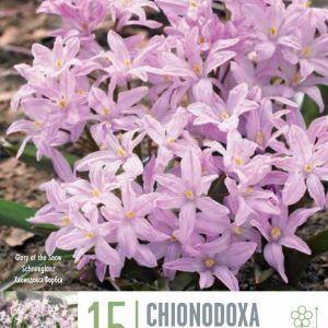 Chionodoxa Pink Giant, 15 stk - bleikir