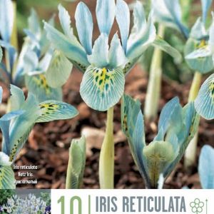 Iris Katharine Hodgkin, 10stk - grænbláir