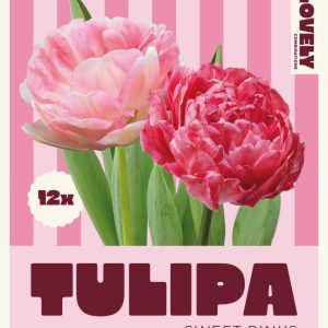 Túlípanar sweet pink, 12 stk