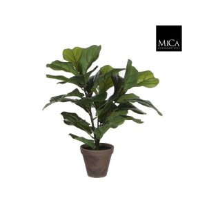Ficus Lyrata grænn í potti 35cm