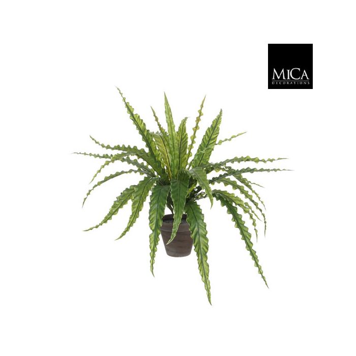 Asplenium í potti 54cm