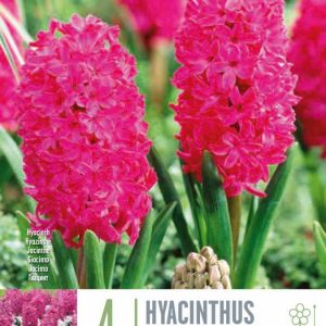 Hyacintulaukar Jan Bos 4 stk - bleikir