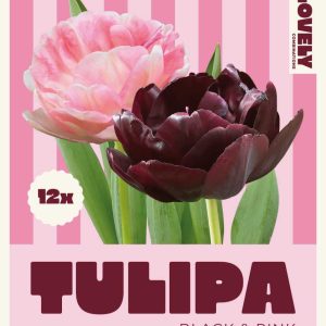 Túlípanar black & pink, 12 stk