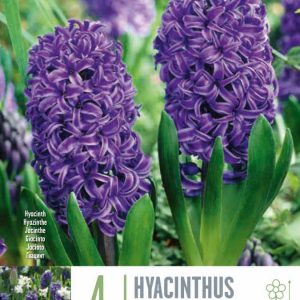 Hyacintulaukar Peter Stuyvesant 4 stk - fjólubláir