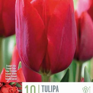 Túlípanar Surrender 10 stk - rauðir