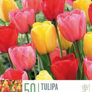 Túlípanar Darwin 50 stk - blandaðir litir