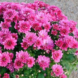 Kýrsi, Chrysanthemum - bleikur