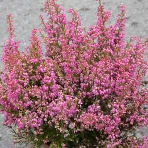 Erica - bleik