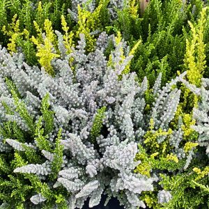Calluna Twin girls - græn