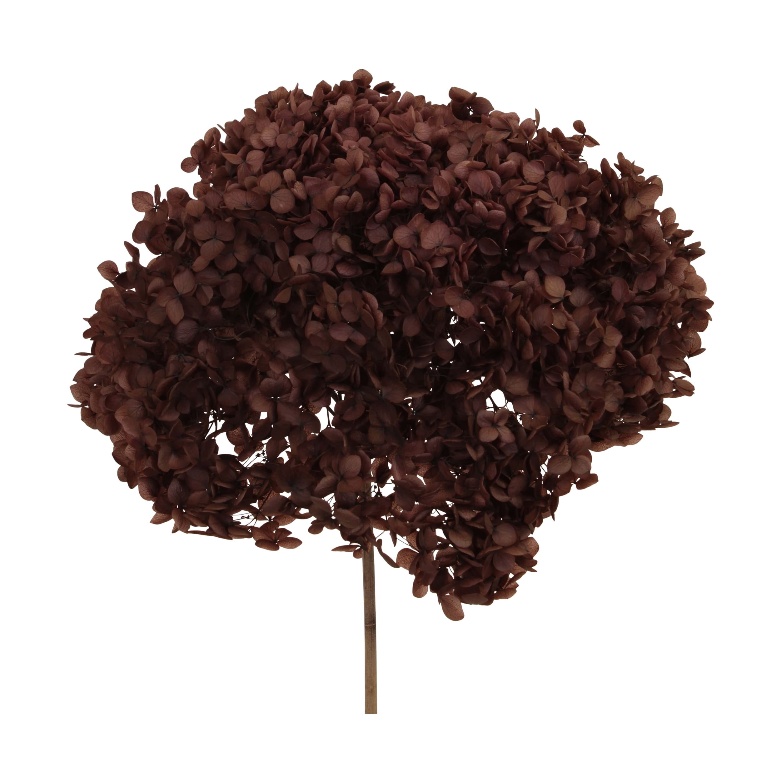 Hydrangea 25 cm - brún