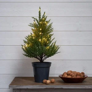 Thuja 55cm batt.