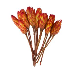 Protea 15 stk, 37 cm - gylltar/rauðar