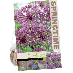 Allium Albopilosum, 5 stk - fjólubláir