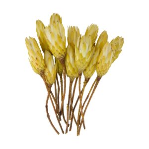 Protea 15 stk, 37 cm - gyllt/krem