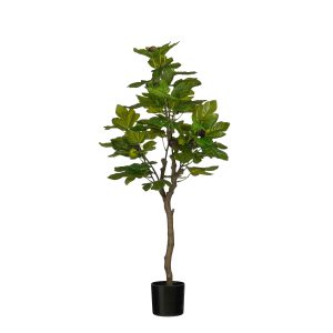 Fíkjutré í potti 90 cm - grænt