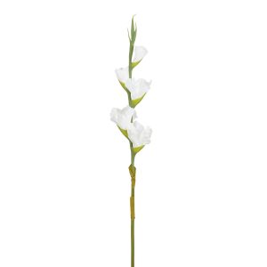 Gladiolus gerviblóm, 84 cm - hvítt